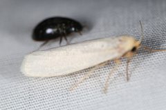 Crambidia xanthocorpa