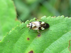 Lygus gemellatus