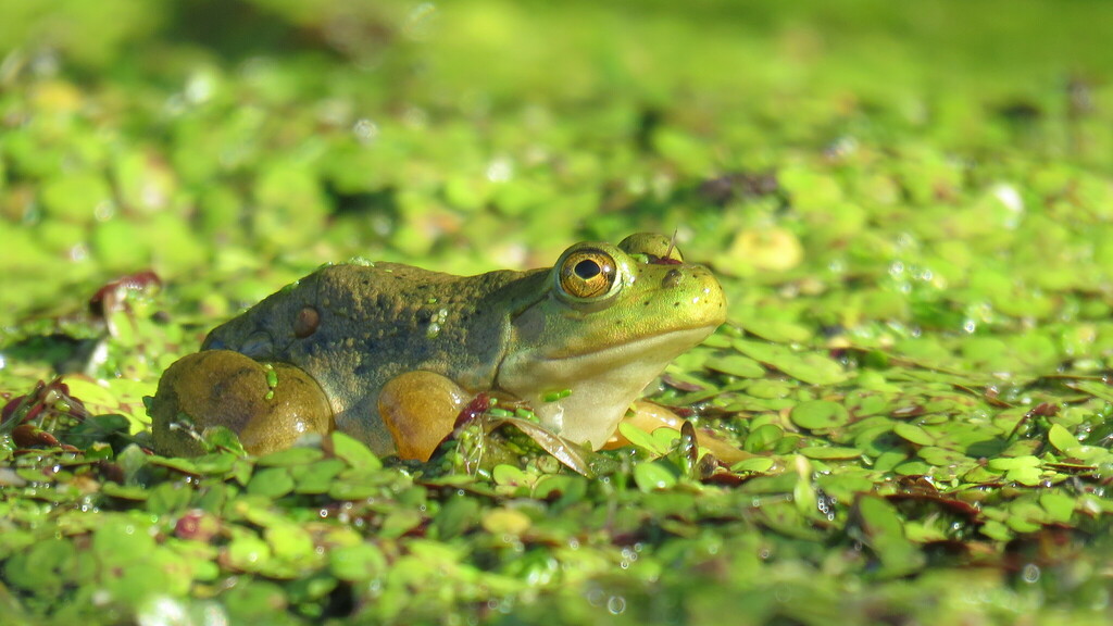 American Bullfrog from Lanark County, ON, Canada on July 16, 2022 at 08 ...