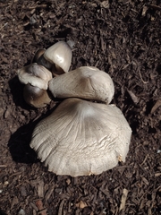 Volvariella volvacea
