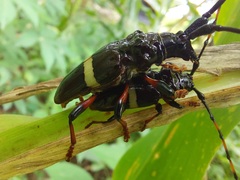 Trachyderes succinctus