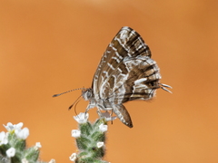 Cacyreus marshalli