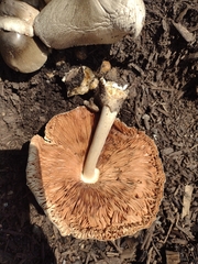 Volvariella volvacea