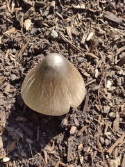 Volvariella volvacea