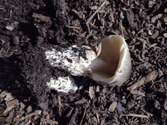 Volvariella volvacea