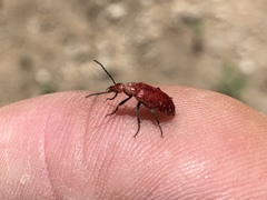 Rhyphonemognatha rufa