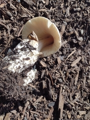 Volvariella volvacea