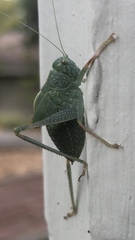 Microcentrum californicum