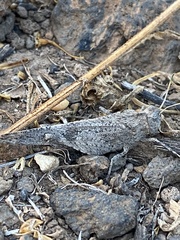 Oedipoda canariensis