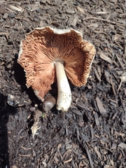 Volvariella volvacea