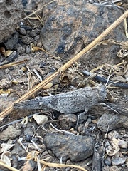 Oedipoda canariensis