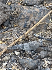 Oedipoda canariensis