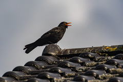 Turdus merula
