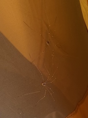 Leuronychus pacificus