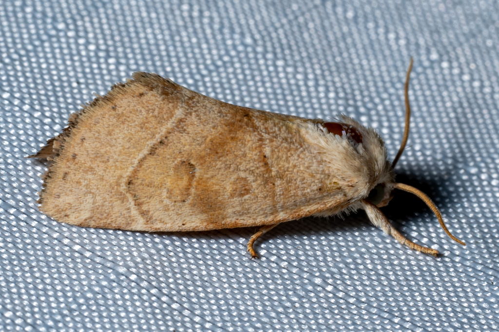 American Dun-bar Moth from Ogemaw County, MI, USA on July 16, 2022 at ...