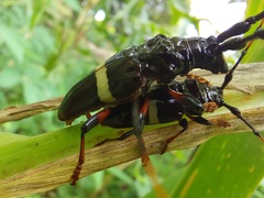 Trachyderes succinctus