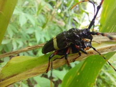 Trachyderes succinctus