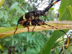 Trachyderes succinctus