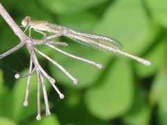 Pseudagrion spencei