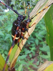 Trachyderes succinctus