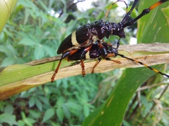 Trachyderes succinctus