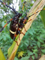 Trachyderes succinctus