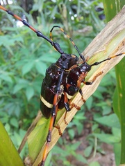 Trachyderes succinctus