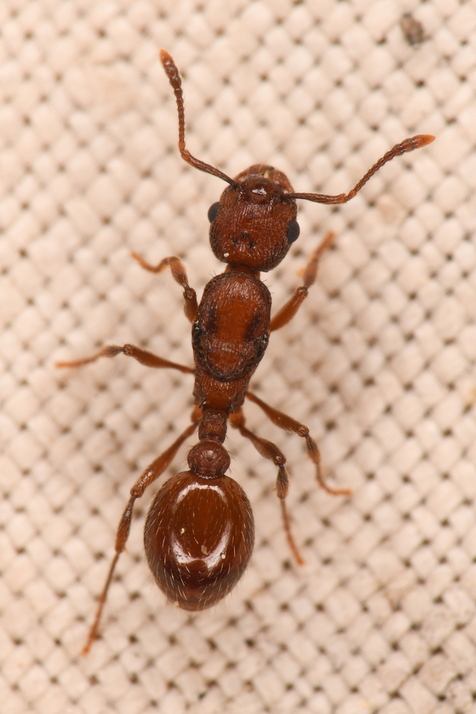 Myrmica brevispinosa