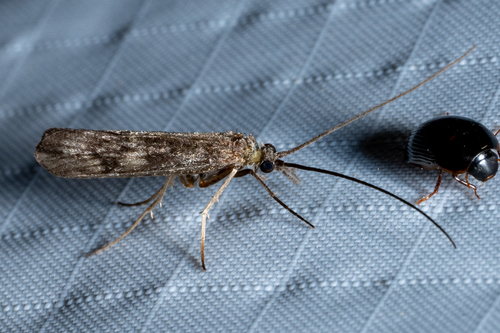 Molanna ulmerina