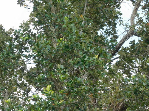 Image of Quercus oleoides by no rights reserved