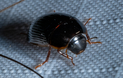 Cymbiodyta bifidus