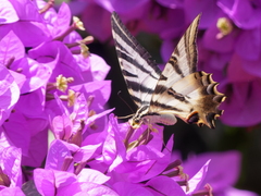 Iphiclides feisthamelii