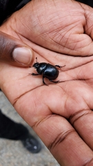 Anoplotrupes stercorosus