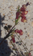 Hermannia joubertiana