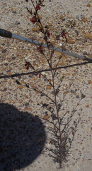 Hermannia joubertiana