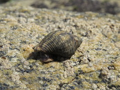 Stramonita brasiliensis