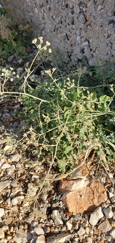 Representative image of Pimpinella tragium lithophila