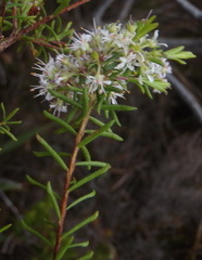 Agathosma abrupta
