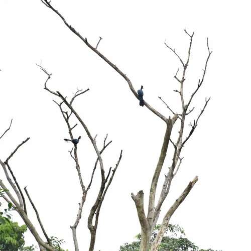 Great Blue Turaco