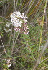Agathosma abrupta