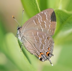 Satyrium liparops