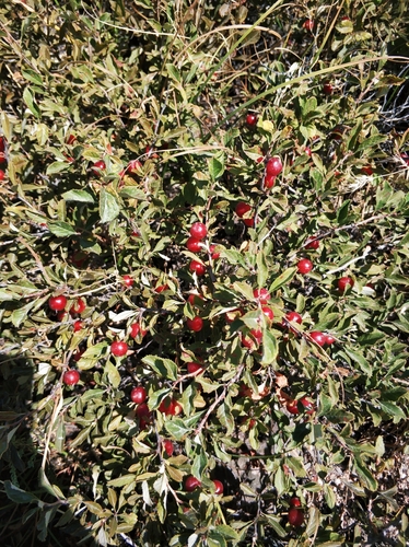 Prunus bifrons, photograph 6