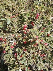 Prunus erythrocarpa