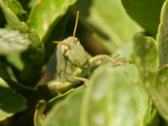Anacridium aegyptium