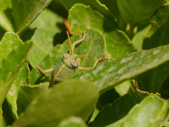 Anacridium aegyptium