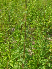 Solidago squarrosa
