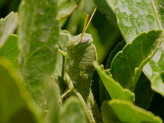 Anacridium aegyptium