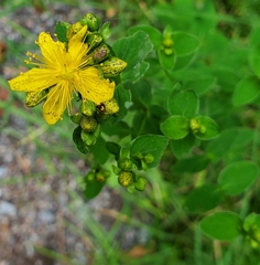 Hypericum maculatum