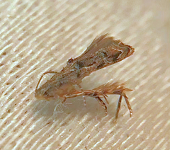 Mompha solomoni