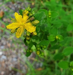 Hypericum maculatum